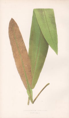 Ferns - Acrostichum Conforme, antique fern botanical woodblock print