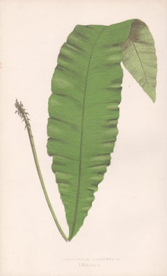 Ferns - Acrostichum Crassinerve, antique fern botanical woodblock print