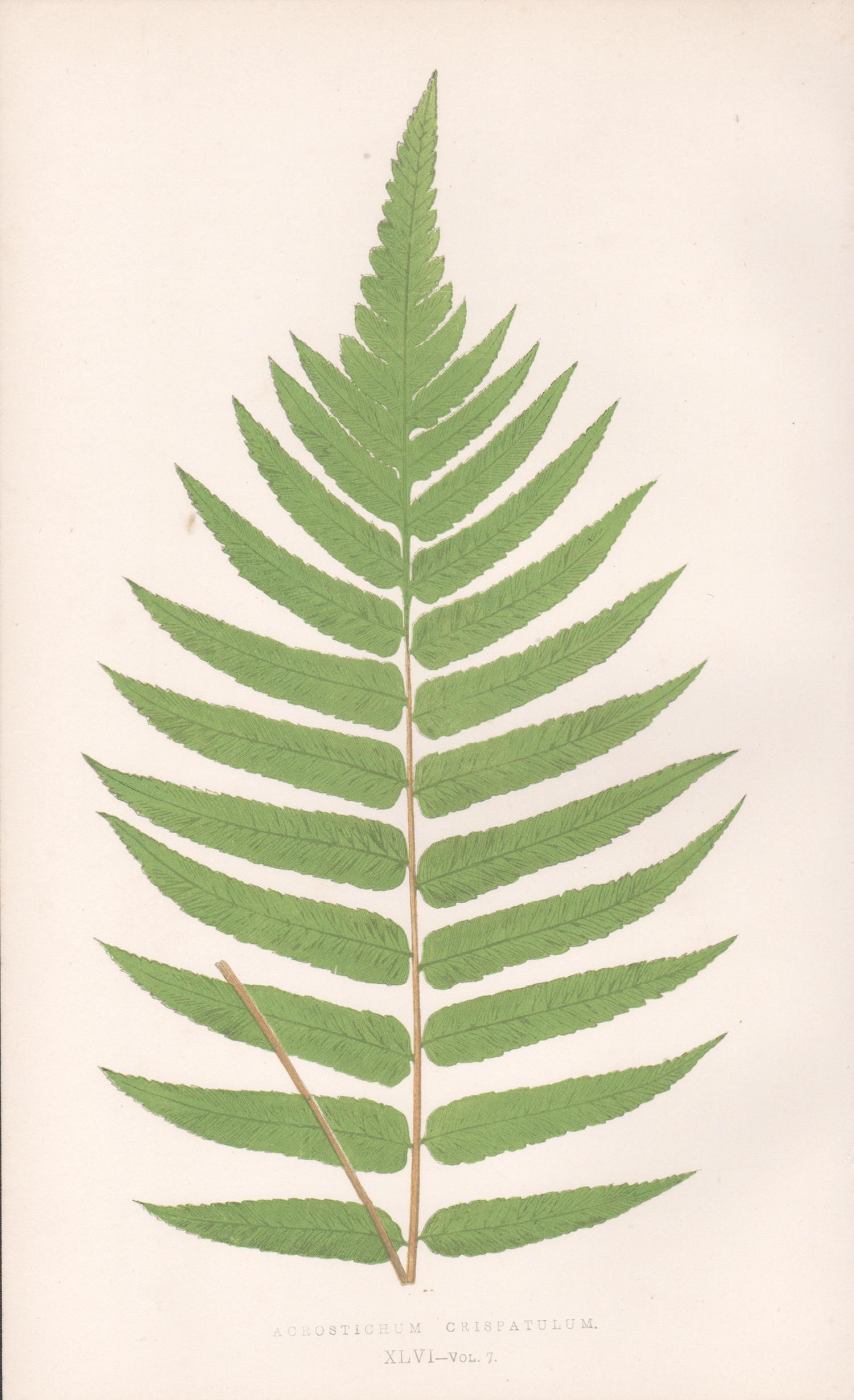 Benjamin Fawcett Print - Ferns - Acrostichum Crispatulum, antique fern botanical woodblock print