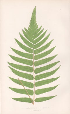 Ferns - Acrostichum Crispatulum, antique fern botanical woodblock print