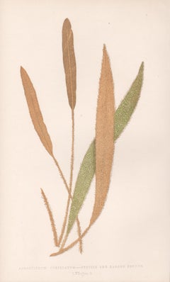 Ferns - Acrostichum Cuspidatum, antique fern botanical woodblock print