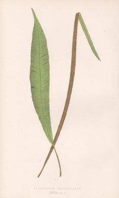 Ferns - Acrostichum Gardnerianum, antique fern botanical colour woodblock print