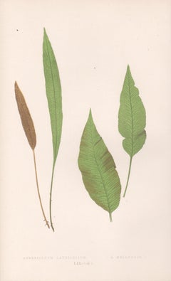 Ferns - Acrostichum Laurifolium, antique fern botanical woodblock print