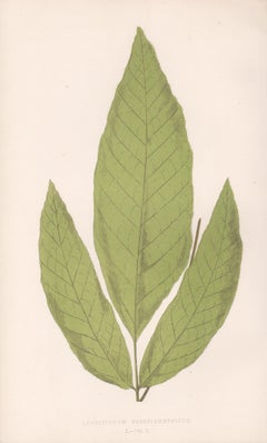 Ferns - Acrostichum Nicotianaefolium, antique fern botanical woodblock print