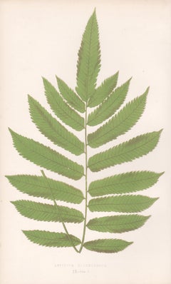 Ferns - Aspidium Glandulosum, antique fern botanical woodblock print