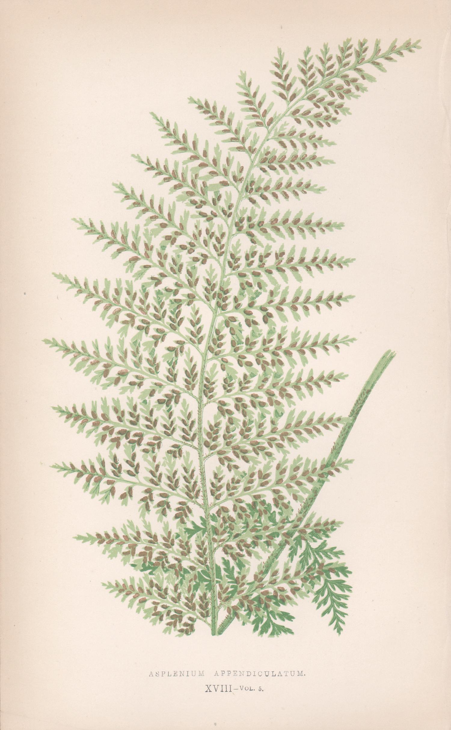Benjamin Fawcett Still-Life Print - Ferns - Asplenium Appendiculatum, antique fern botanical colour woodblock print