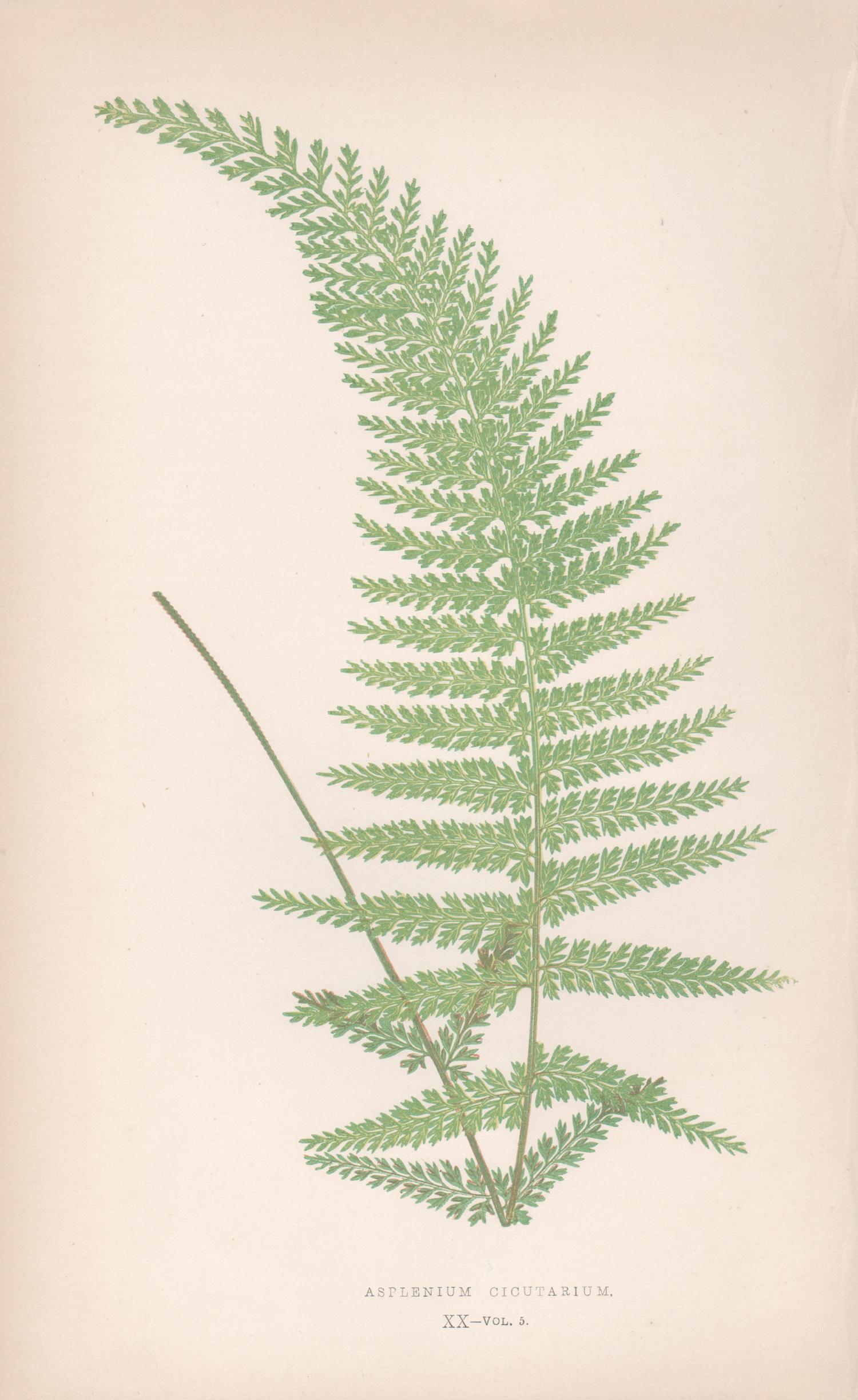 Benjamin Fawcett Still-Life Print - Ferns - Asplenium Cicutarium, antique fern botanical colour woodblock print