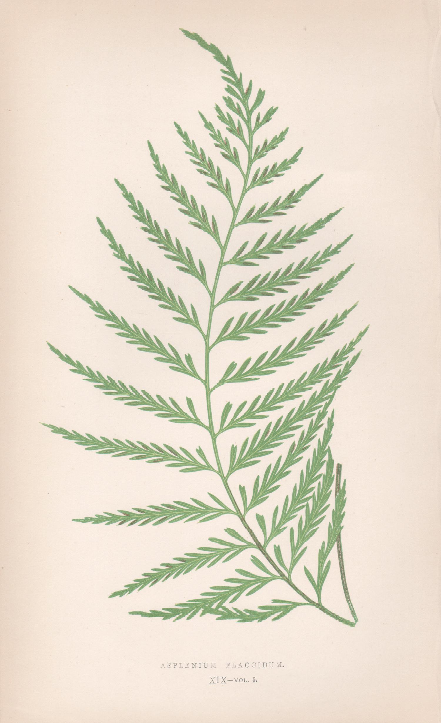 Benjamin Fawcett Print - Ferns - Asplenium Flaccidum, antique fern botanical colour woodblock print