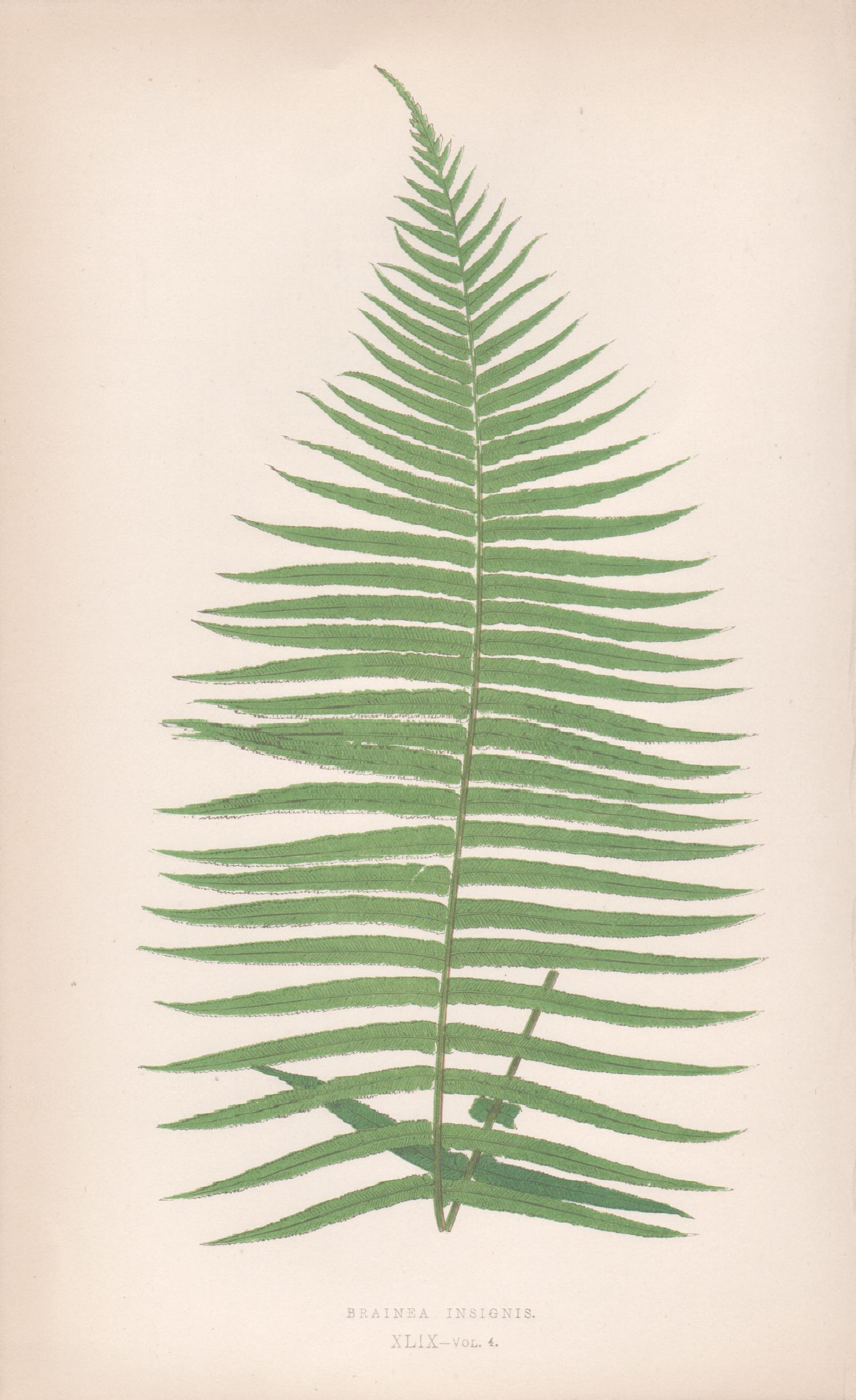 Still-Life Print Benjamin Fawcett - Ferns - Brainea Insignis, gravure sur bois antique en couleur de fougère botanique