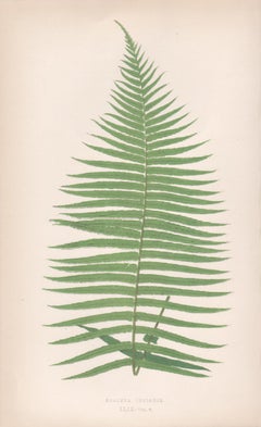 Ferns - Brainea Insignis, antique fern botanical colour woodblock print