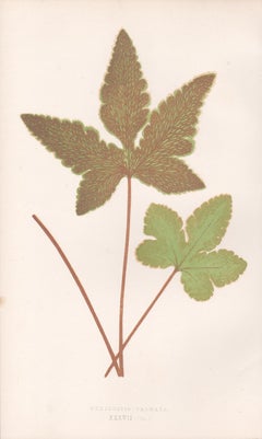 Ferns - Hemionitis Palmata, antique fern botanical woodblock print