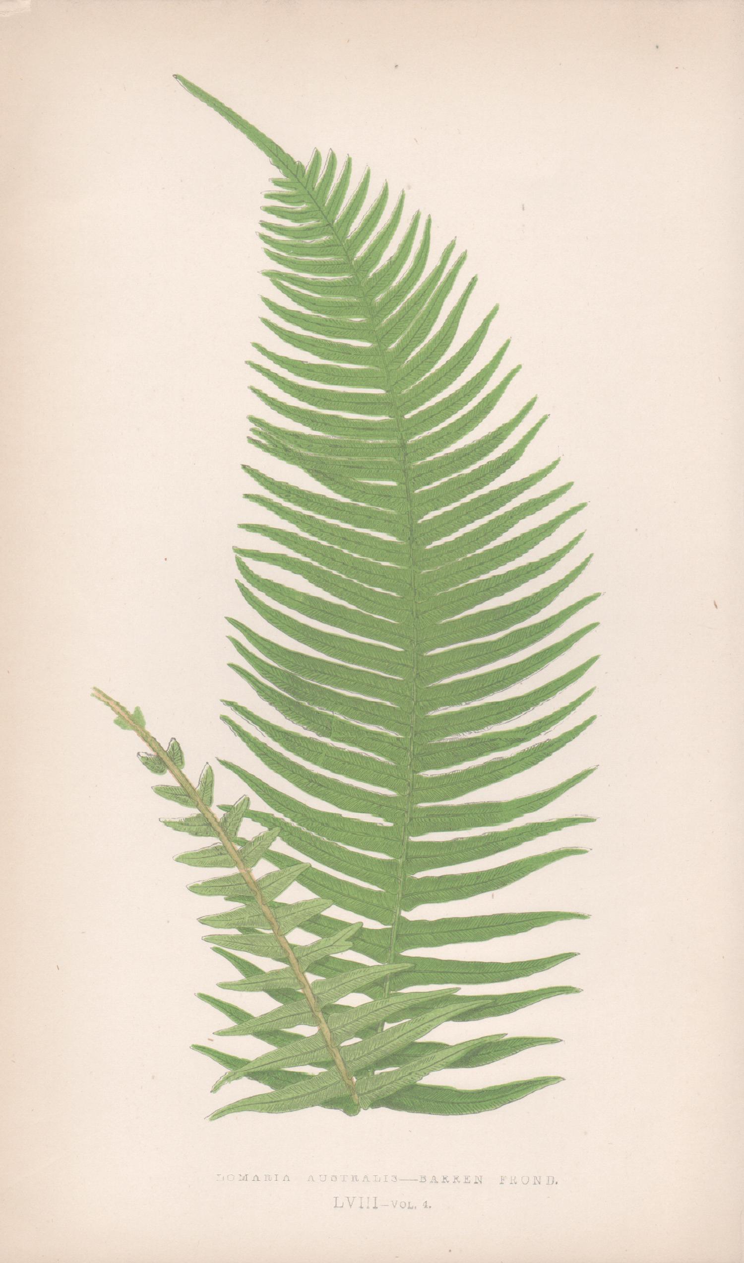 Benjamin Fawcett Still-Life Print - Ferns - Lomaria Australis, antique fern botanical colour woodblock print