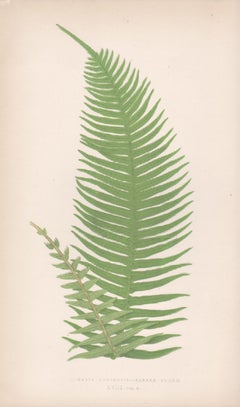 Ferns - Lomaria Australis, antique fern botanical colour woodblock print