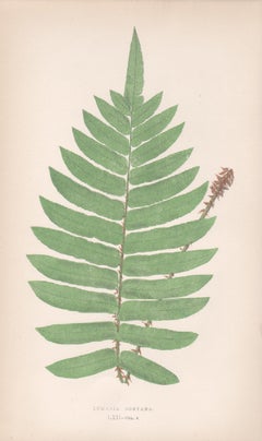 Ferns - Lomaria Boryana, antique fern botanical colour woodblock print