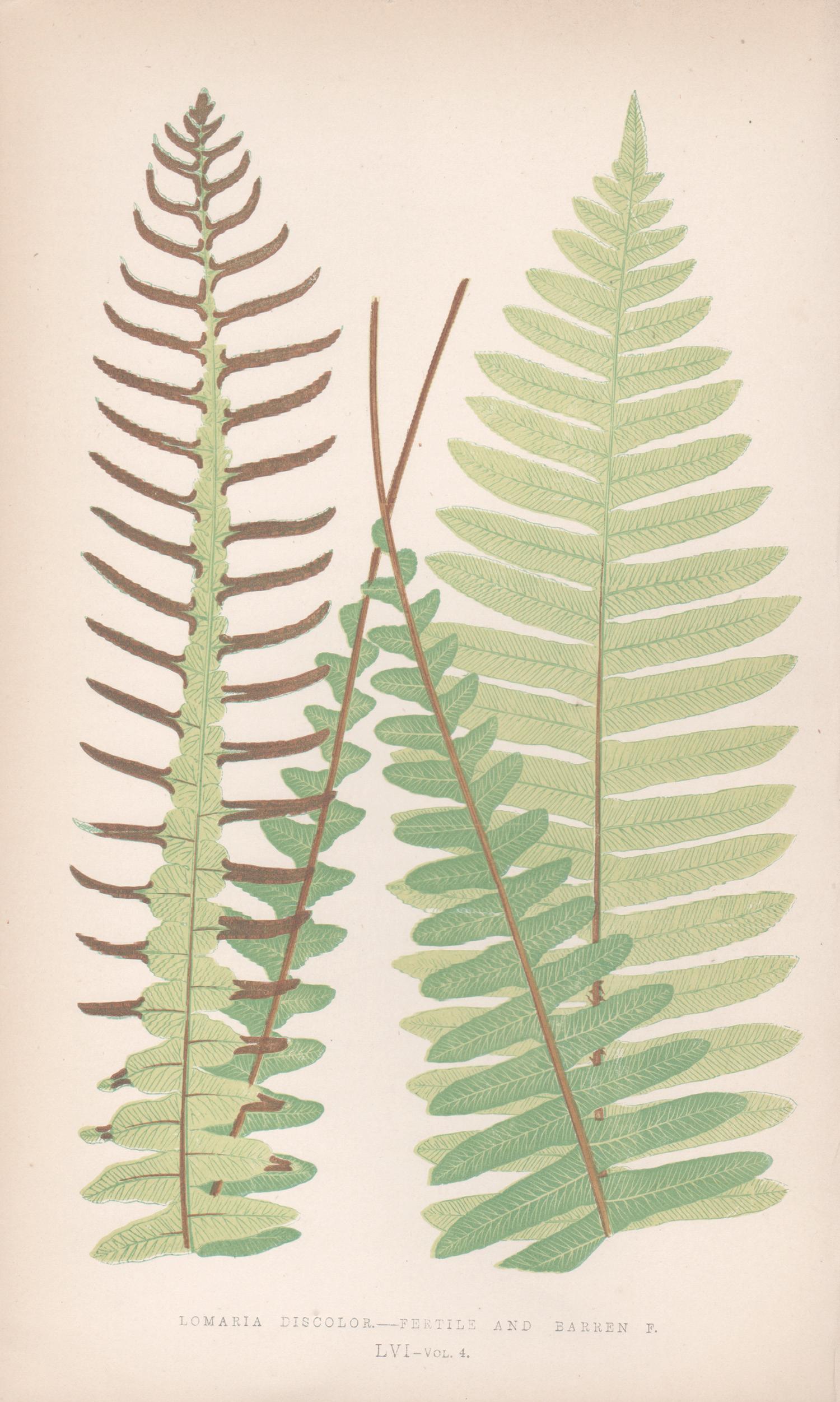 Benjamin Fawcett Still-Life Print - Ferns - Lomaria Discolor, antique fern botanical colour woodblock print