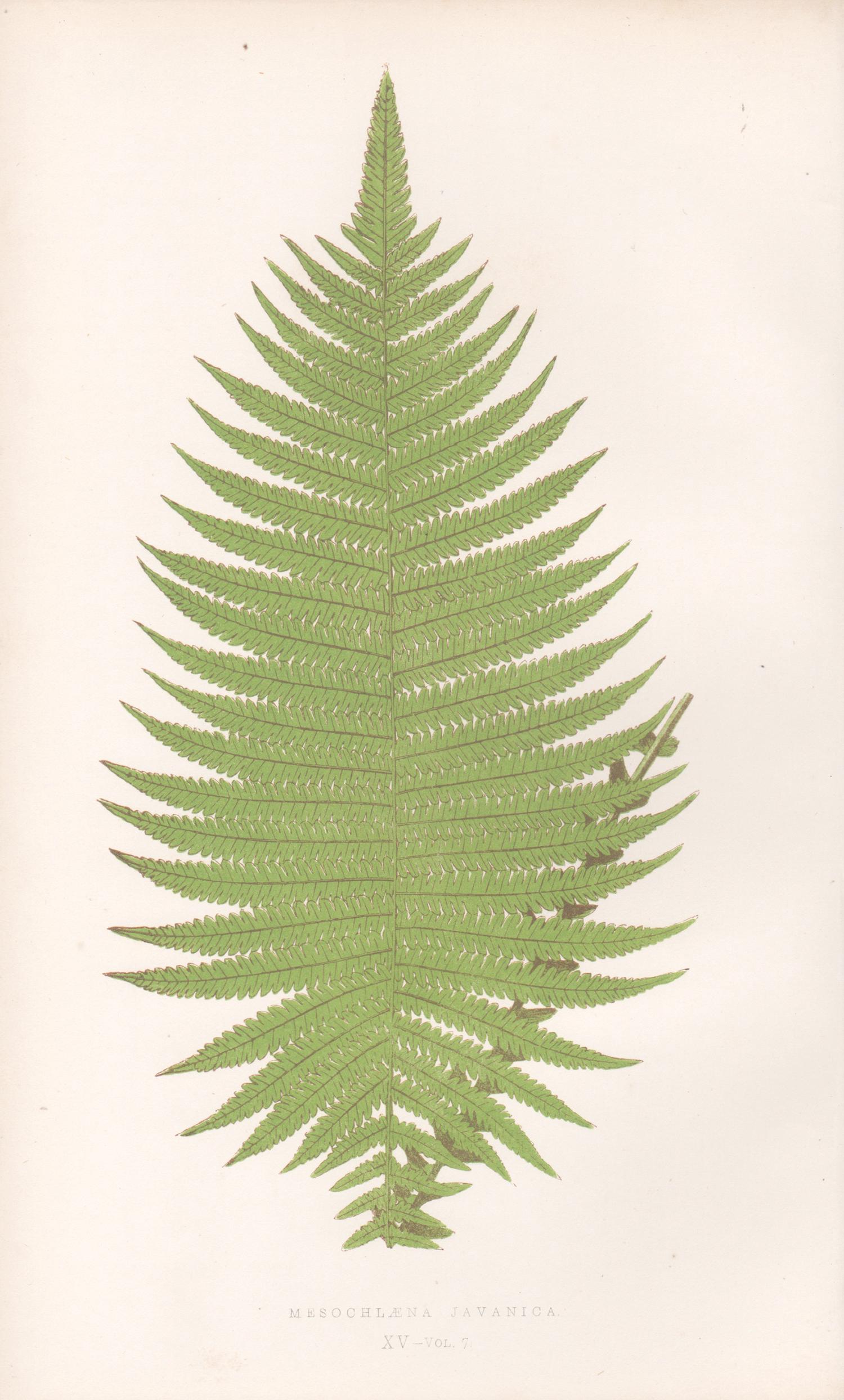 Benjamin Fawcett Still-Life Print - Ferns - Mesochlaena Javanica, antique fern botanical colour woodblock print