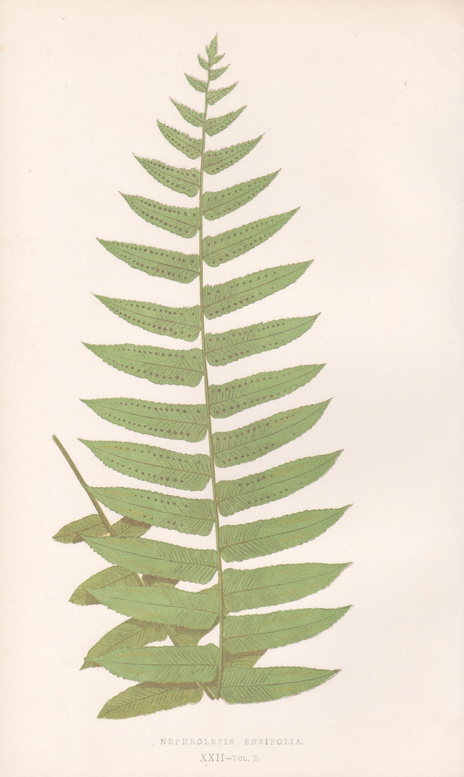 Fernes - Nephrolepis Ensifolia, ancienne gravure sur bois en couleur de fougère botanique