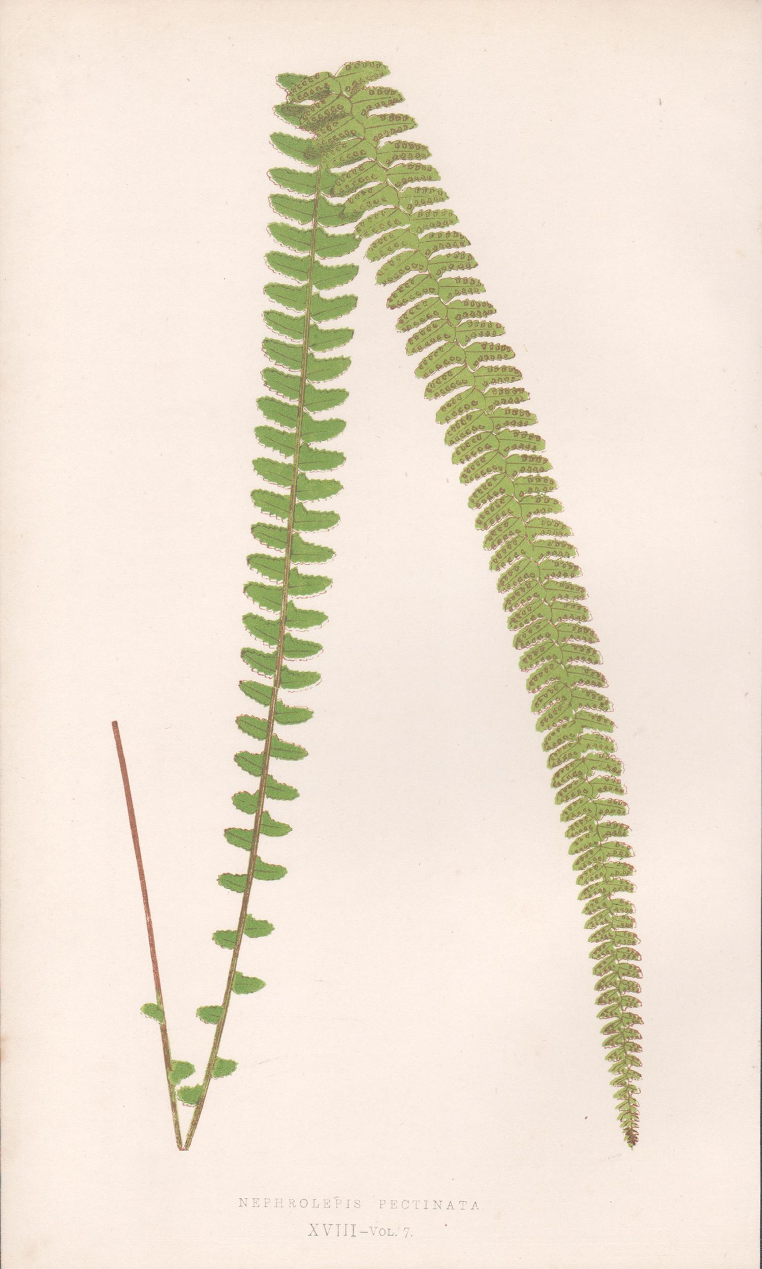 Benjamin Fawcett Still-Life Print - Ferns - Nephrolepis Pectinata, antique fern botanical colour woodblock print