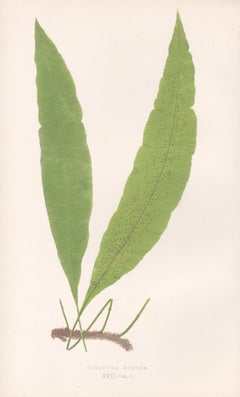 Ferns - Oleandea Nodosa, antique fern botanical colour woodblock print