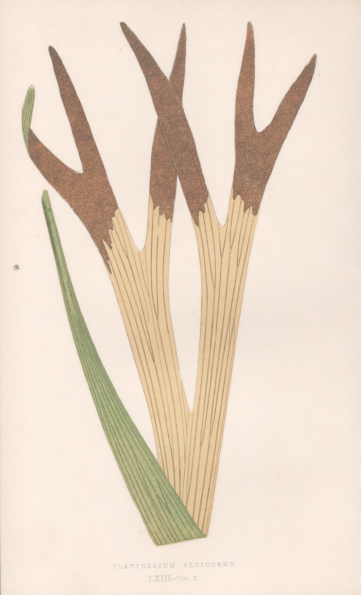 Benjamin Fawcett Print - Ferns - Platycerium Alcicorne, antique fern botanical colour woodblock print