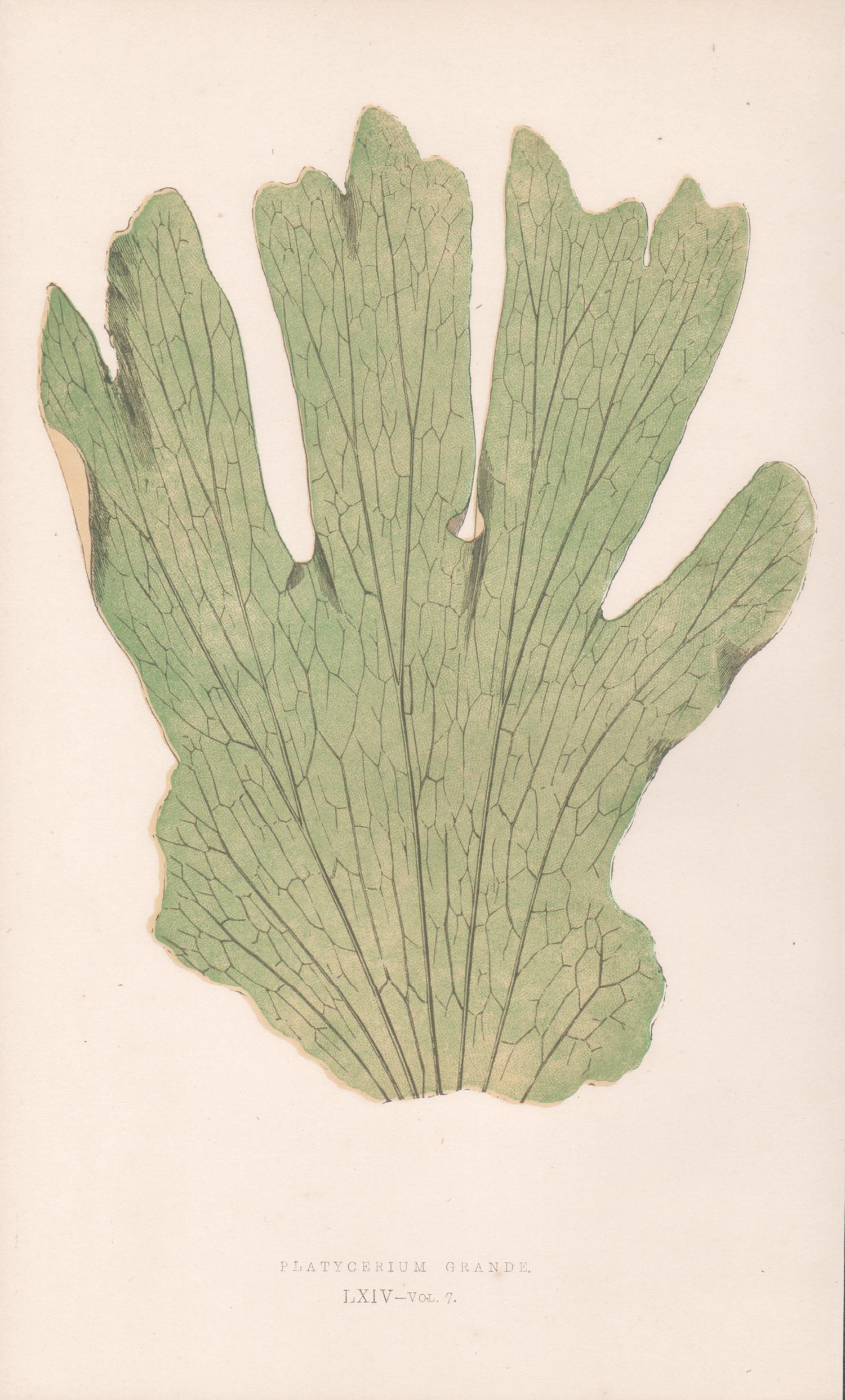 Ferns - Platycerium Grande, antique fern botanical colour woodblock print