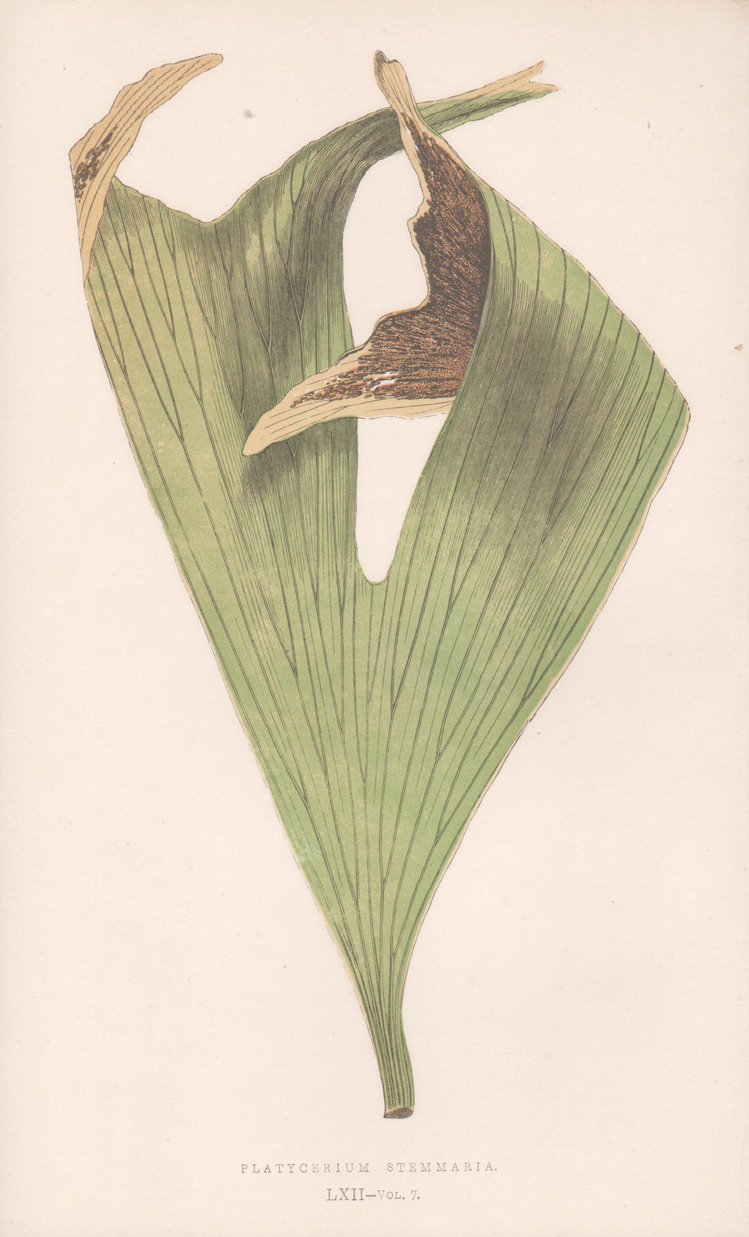 Ferns – Platycerium Stemmaria, antiker Farbholzschnitt aus Farn mit botanischen Farnmotiven