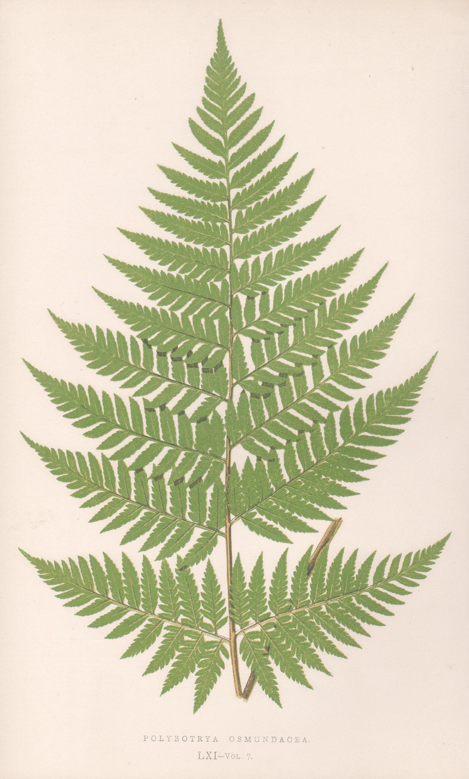 Benjamin Fawcett Print - Ferns - Polybotrya Osmundacea, antique fern botanical colour woodblock print