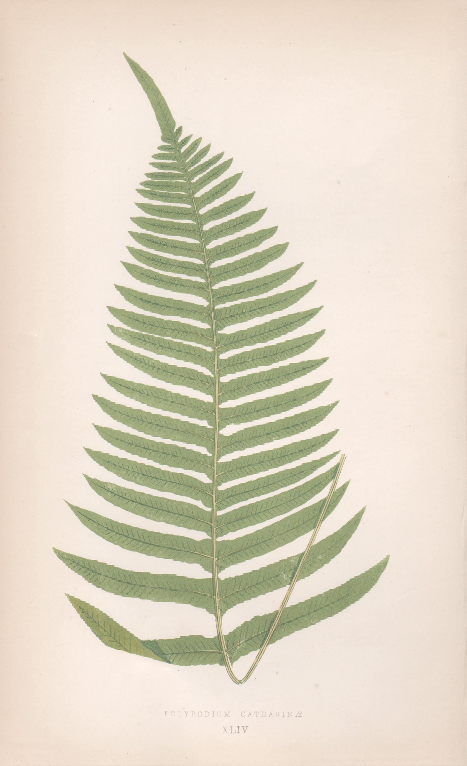 Ferns - Polypodium Catharinae, antique fern botanical colour woodblock print