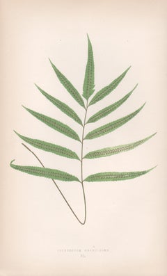 Ferns - Polypodium Grandidens, antique fern botanical colour woodblock print