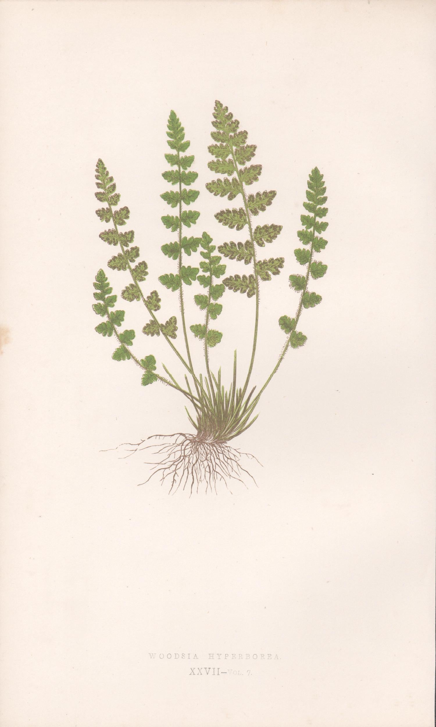 Benjamin Fawcett Print - Ferns - Woodsia Hyperborea, antique fern botanical colour woodblock print