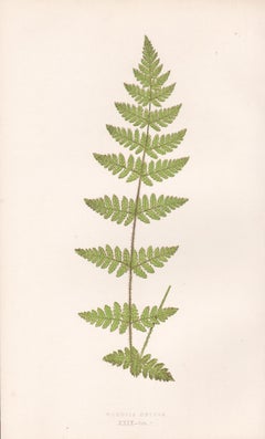 Ferns - Woodsia Obtusa, antique fern botanical colour woodblock print