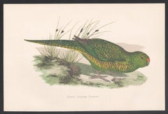 Grüner Papagei, Vogel, Papagei Chromolithograph auf grünem Grund, um 1885