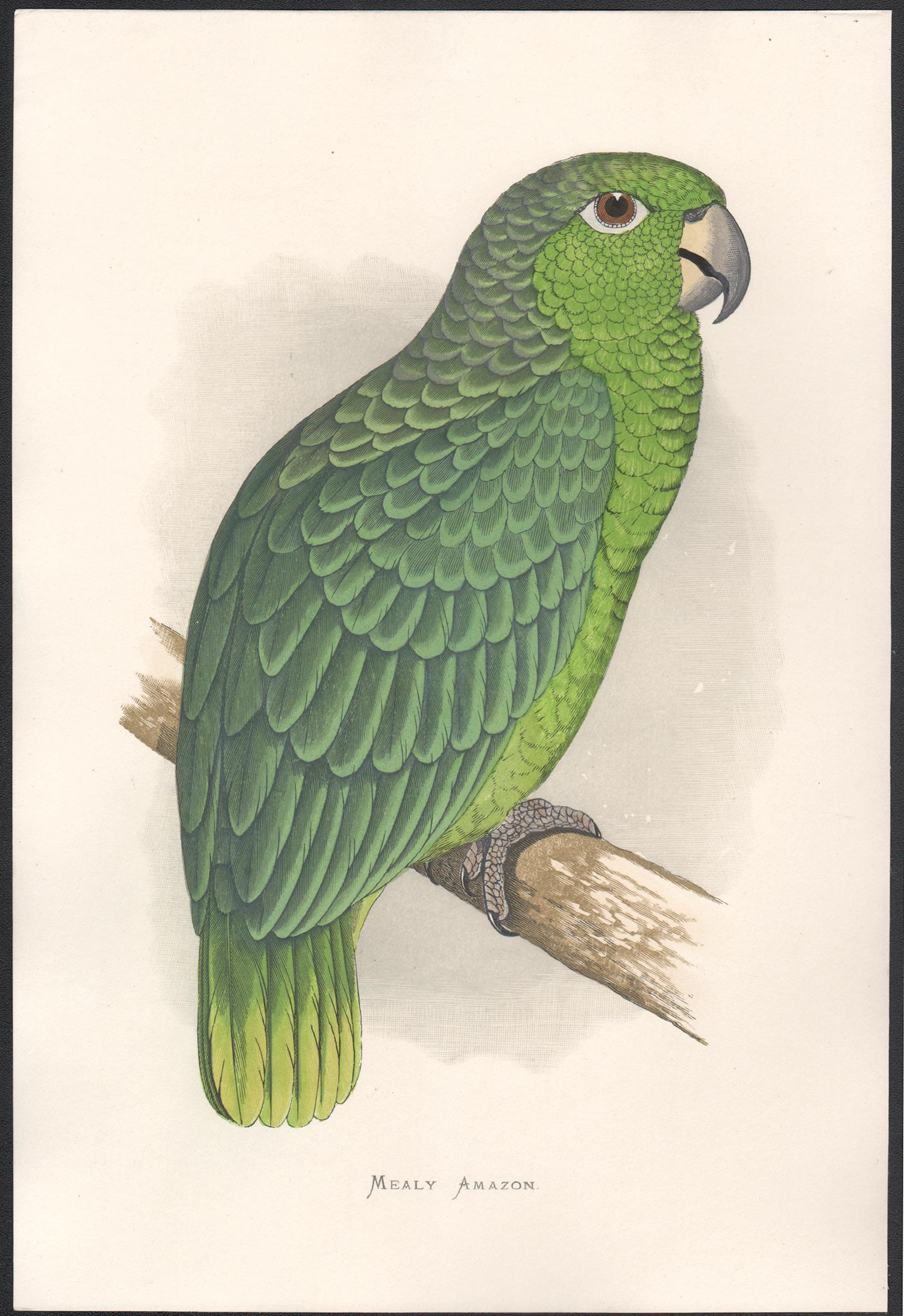 Mealy Amazon, Antique Bird Parrot Chromolithograph, circa 1885 - Print by Benjamin Fawcett