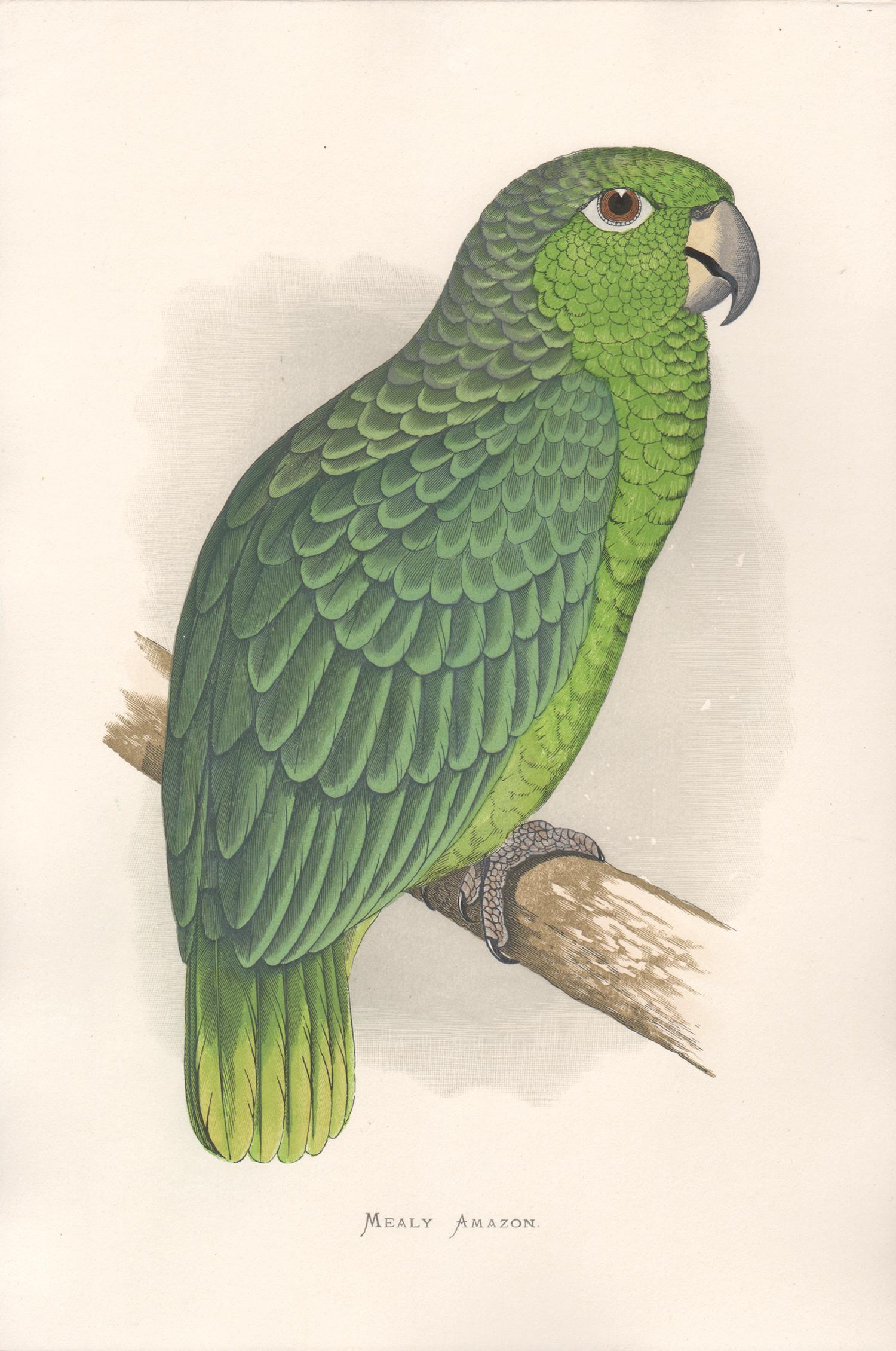 Benjamin Fawcett Animal Print - Mealy Amazon, Antique Bird Parrot Chromolithograph, circa 1885