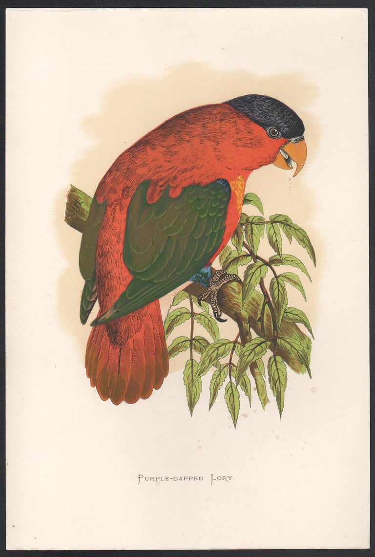 Purple Capped Lory, Antique Bird Parrot Chromolithograph, circa 1885 - Print by Benjamin Fawcett