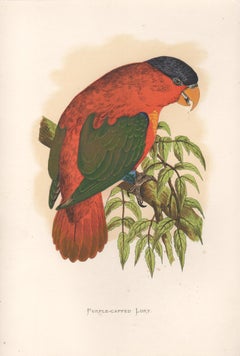 Lila geschliffene Lory, antike Vogelparrot-Chronomolithographie, um 1885