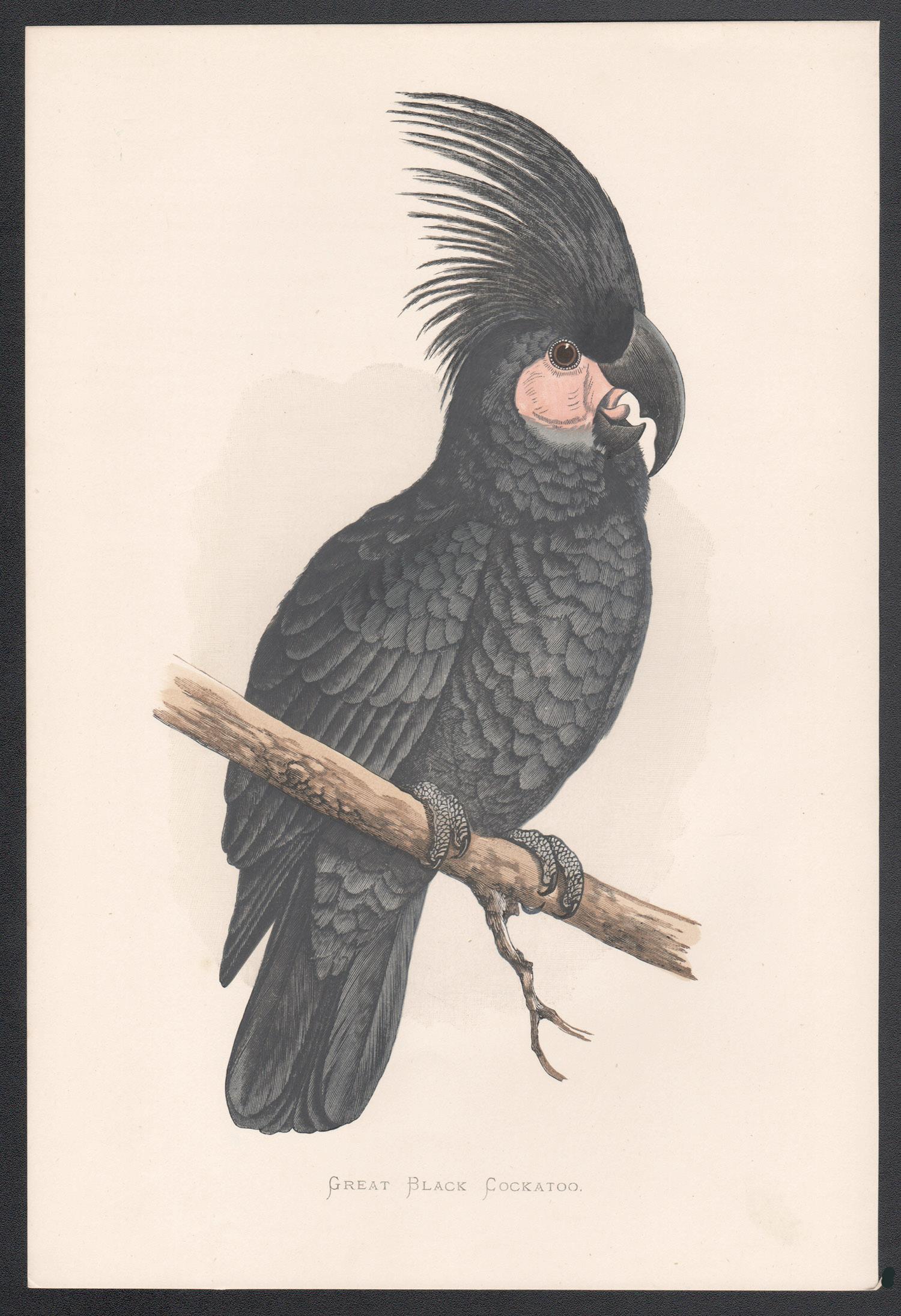 Benjamin Fawcett Animal Print - Set of three 19th century Parrot Chromolithographs, circa 1885