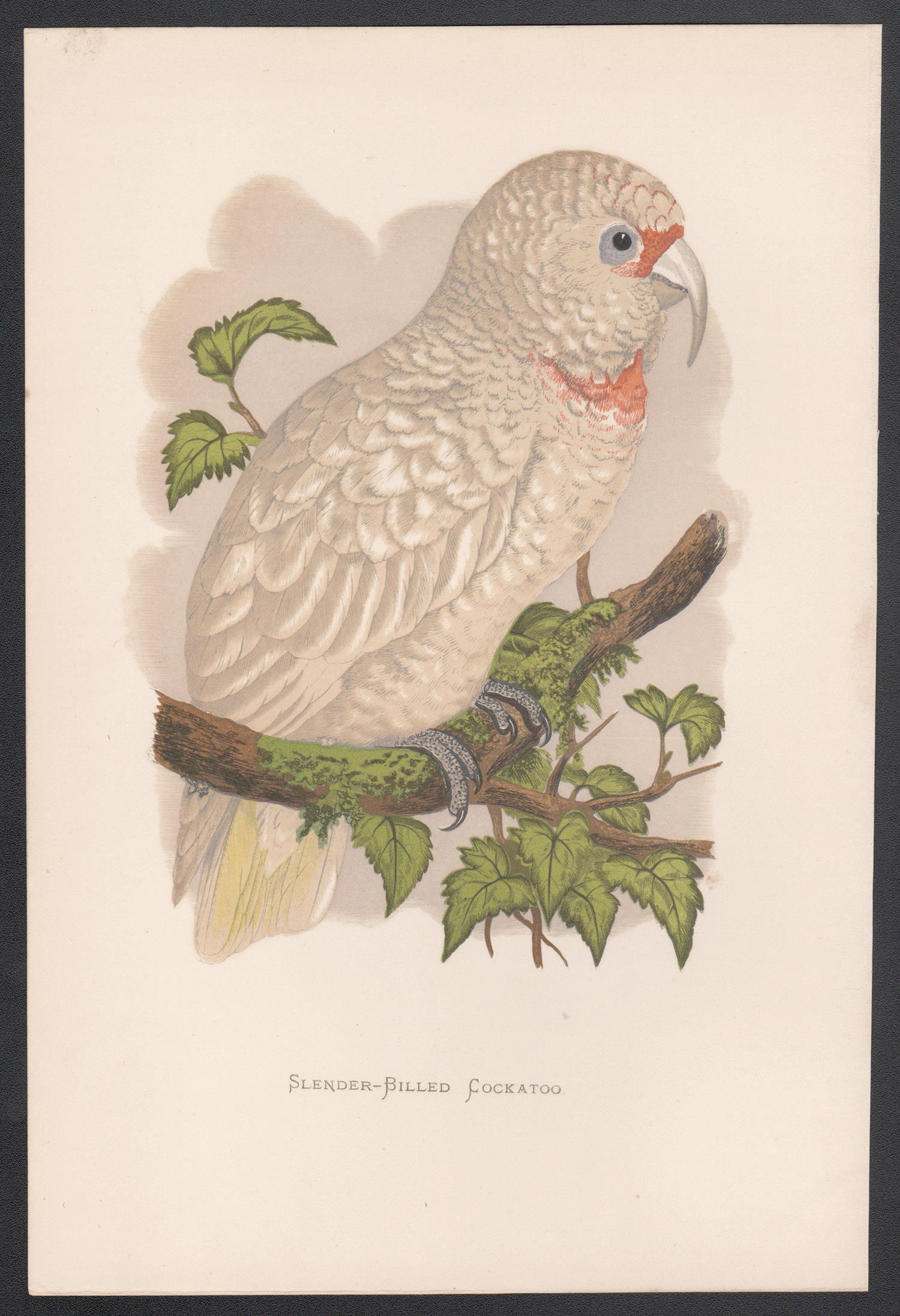 Slender-Billed Cockatoo, Bird Chromolithograph, circa 1885