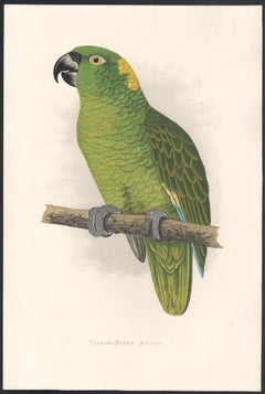 Yellow Naped Amazon, Antique Bird Parrot Chromolithograph, circa 1885