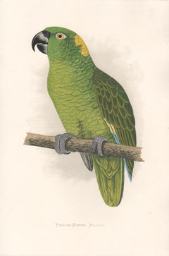 Yellow Naped Amazon, Antique Bird Parrot Chromolithograph, circa 1885