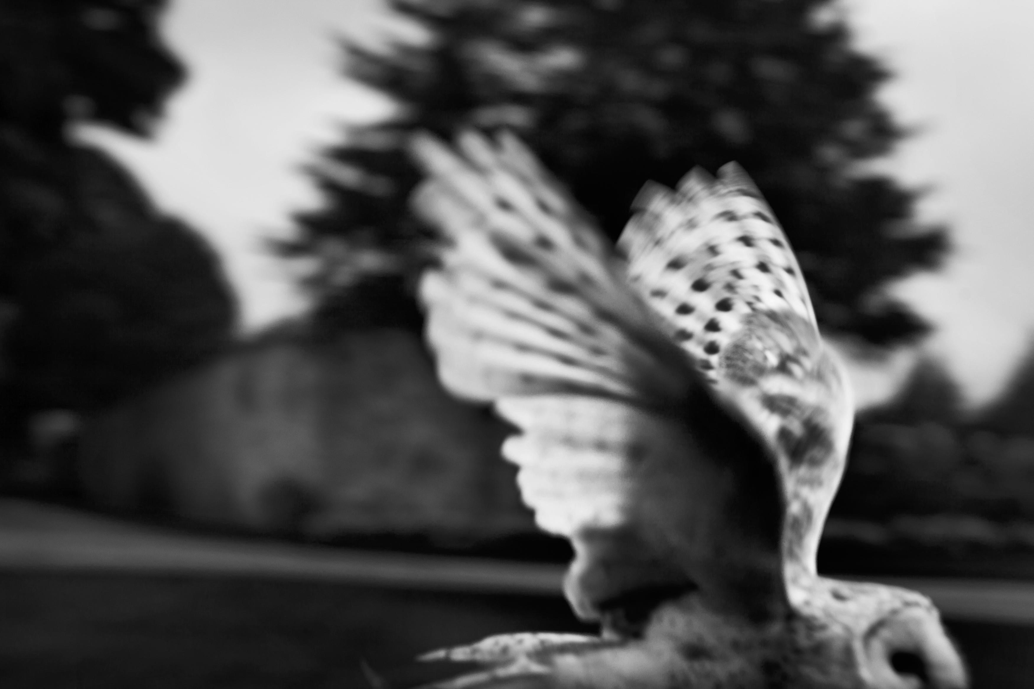 Vuelos - Escocia, Castillo de Skibo, Dornoch, 2015