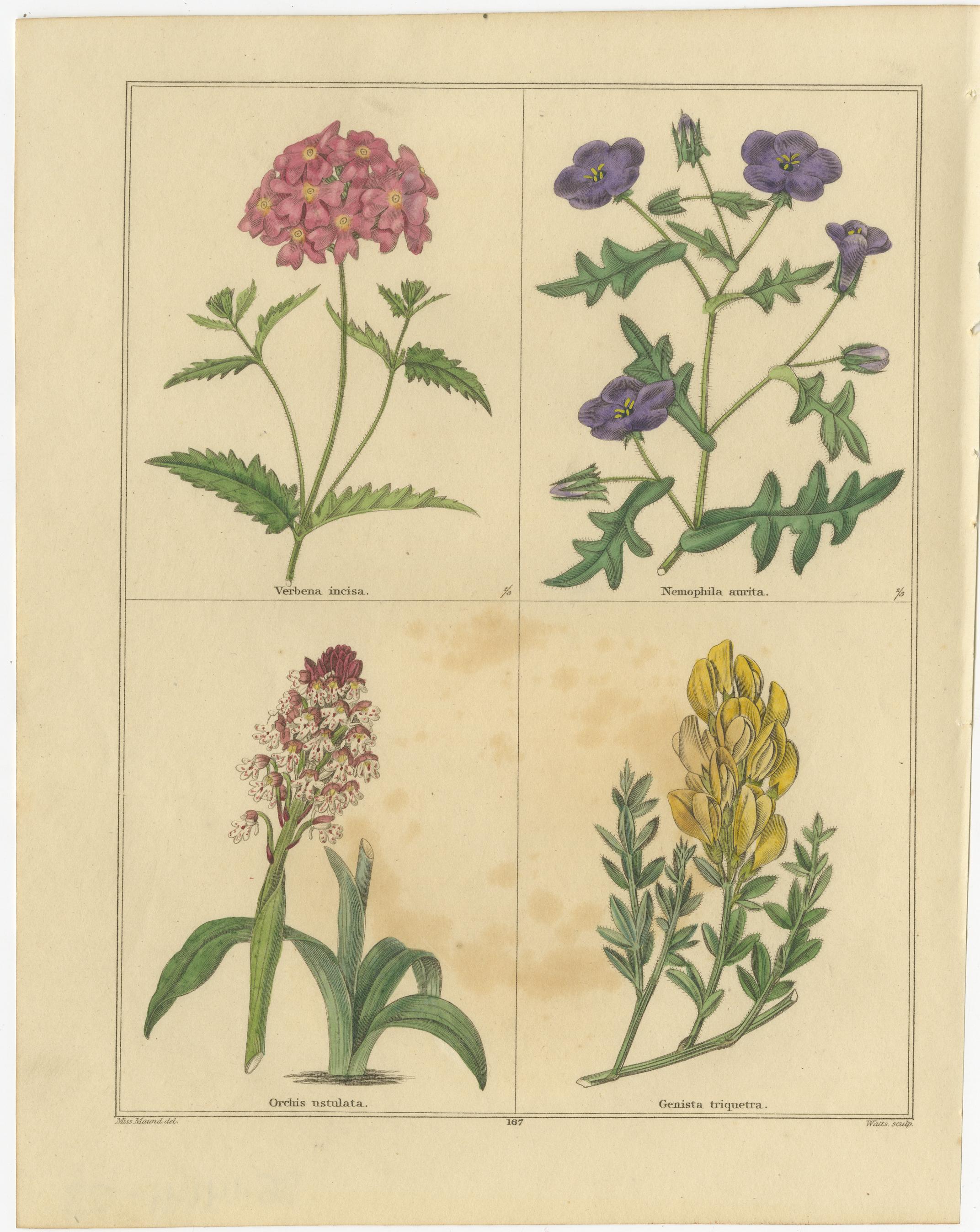 Paar botanische Kupferstiche aus *The Botanic Garden* von B. Maund, London um 1836

Ein elegantes Paar originaler handkolorierter botanischer Kupferstiche aus *The Botanic Garden* von Benjamin Maund (1790-1864), veröffentlicht in London um 1836.