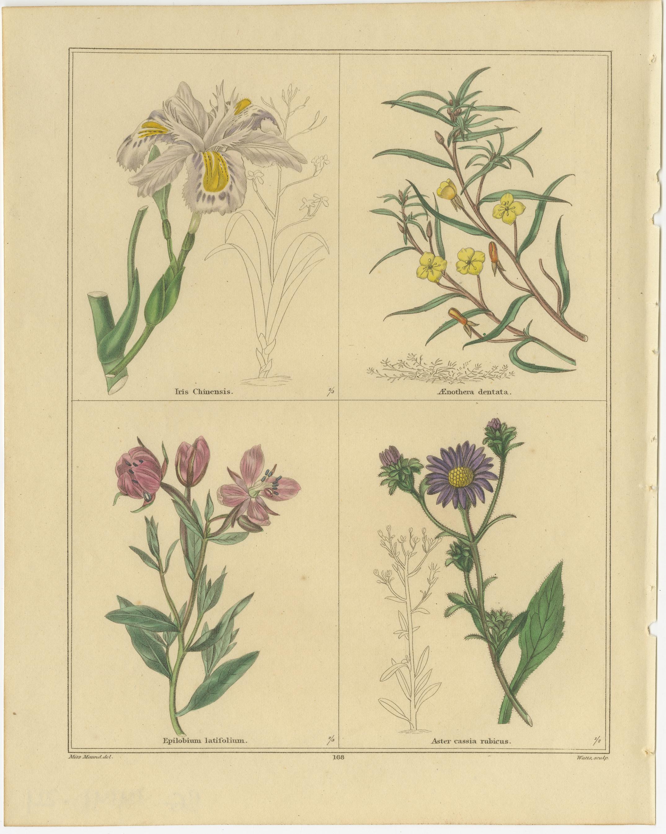 Benjamin Maund Botanische Blumendrucke aus London um 1836 - Paar (Britisch) im Angebot