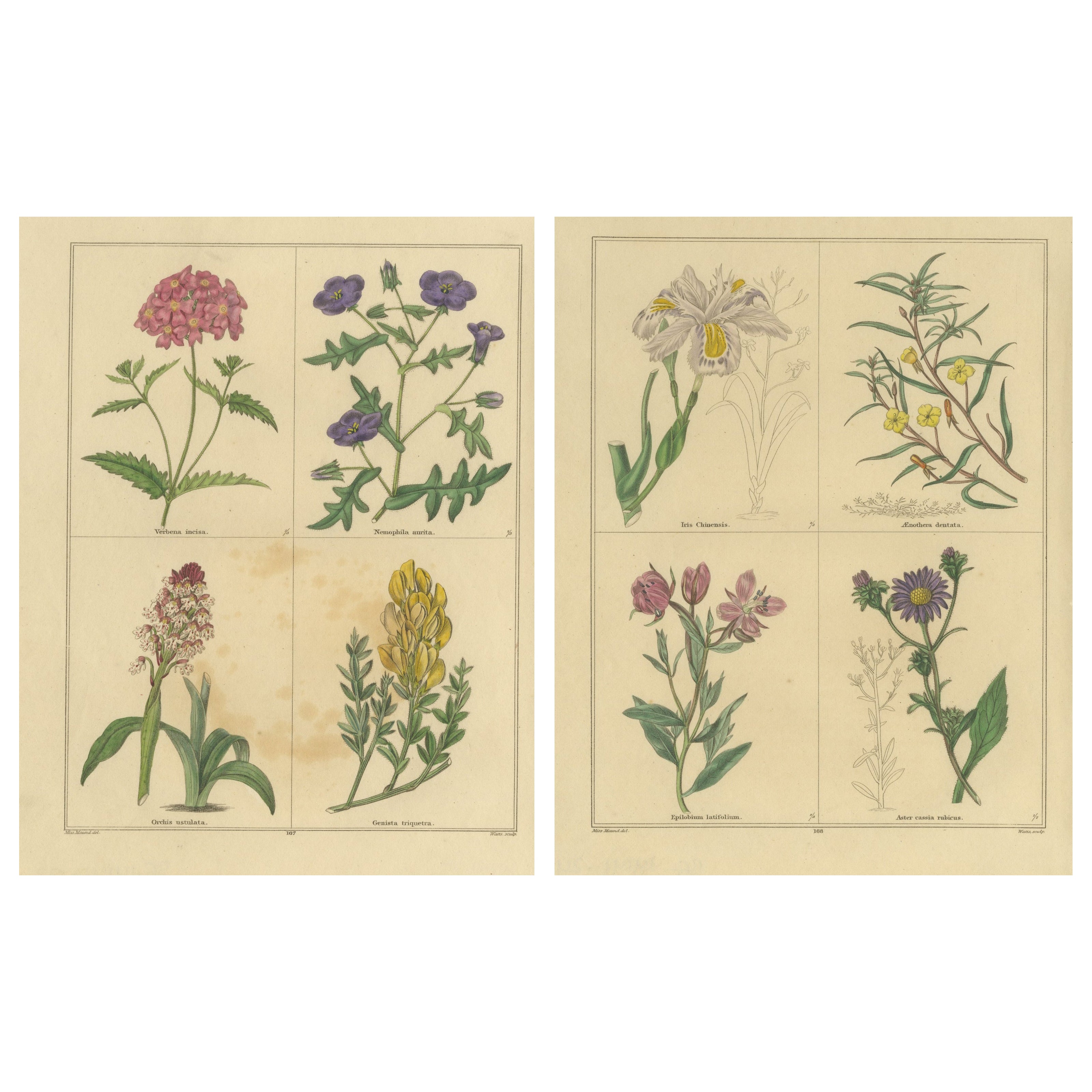 Benjamin Maund Botanische Blumendrucke aus London um 1836 - Paar