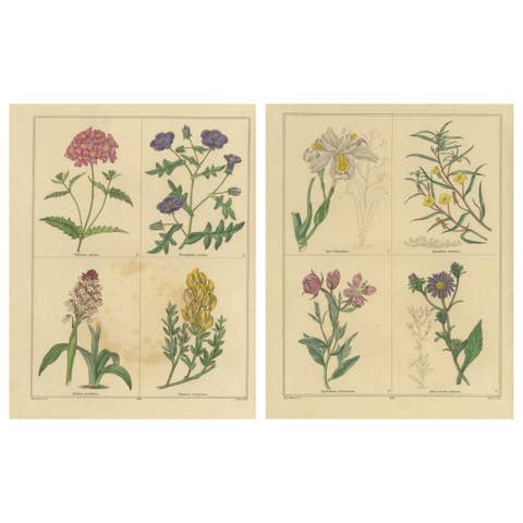 Benjamin Maund Botanical Flower Prints from London c.1836 – Pair