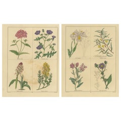Benjamin Maund Botanical Flower Prints from London c.1836 – Pair