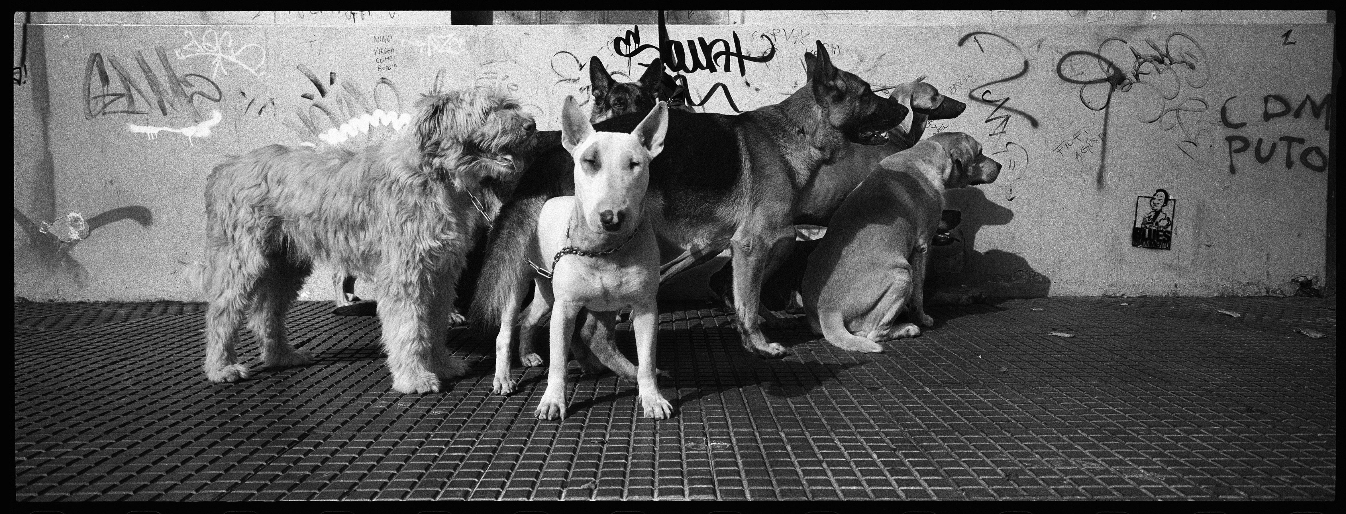 Benjamin Ruffieux Landscape Photograph - dog gang (buenos aires)