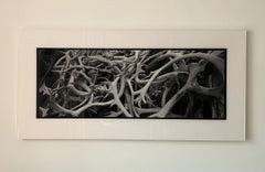 Raindeer (Svalbard - Spitsbergen) - nature photography