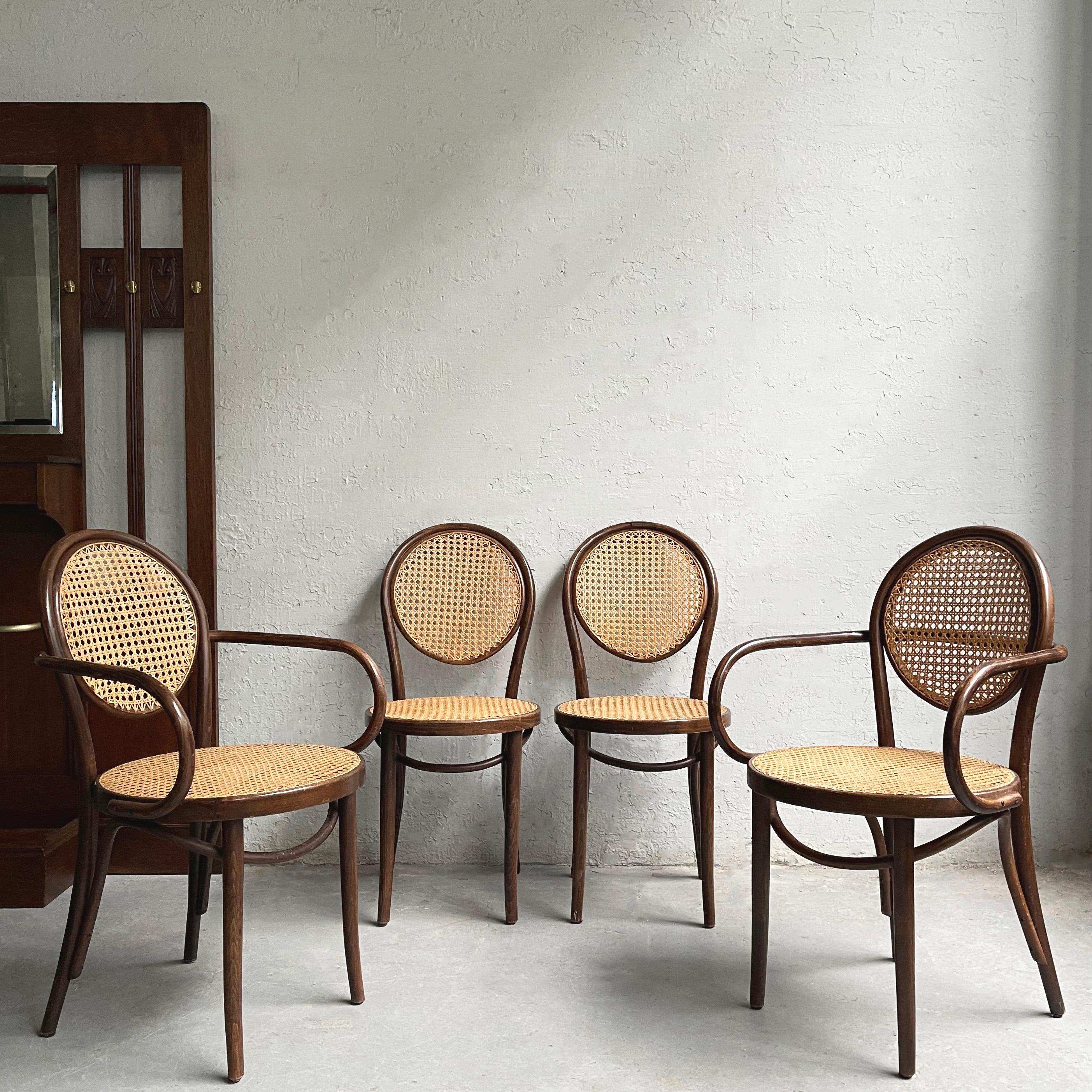Set of four, bistro/café, dining chairs attributed to Thonet feature stained maple, bentwood frames with caned seats and backs. There are 2 armchairs and 2 side chairs. The side chairs measure 16 inches wide x 18 inches deep.