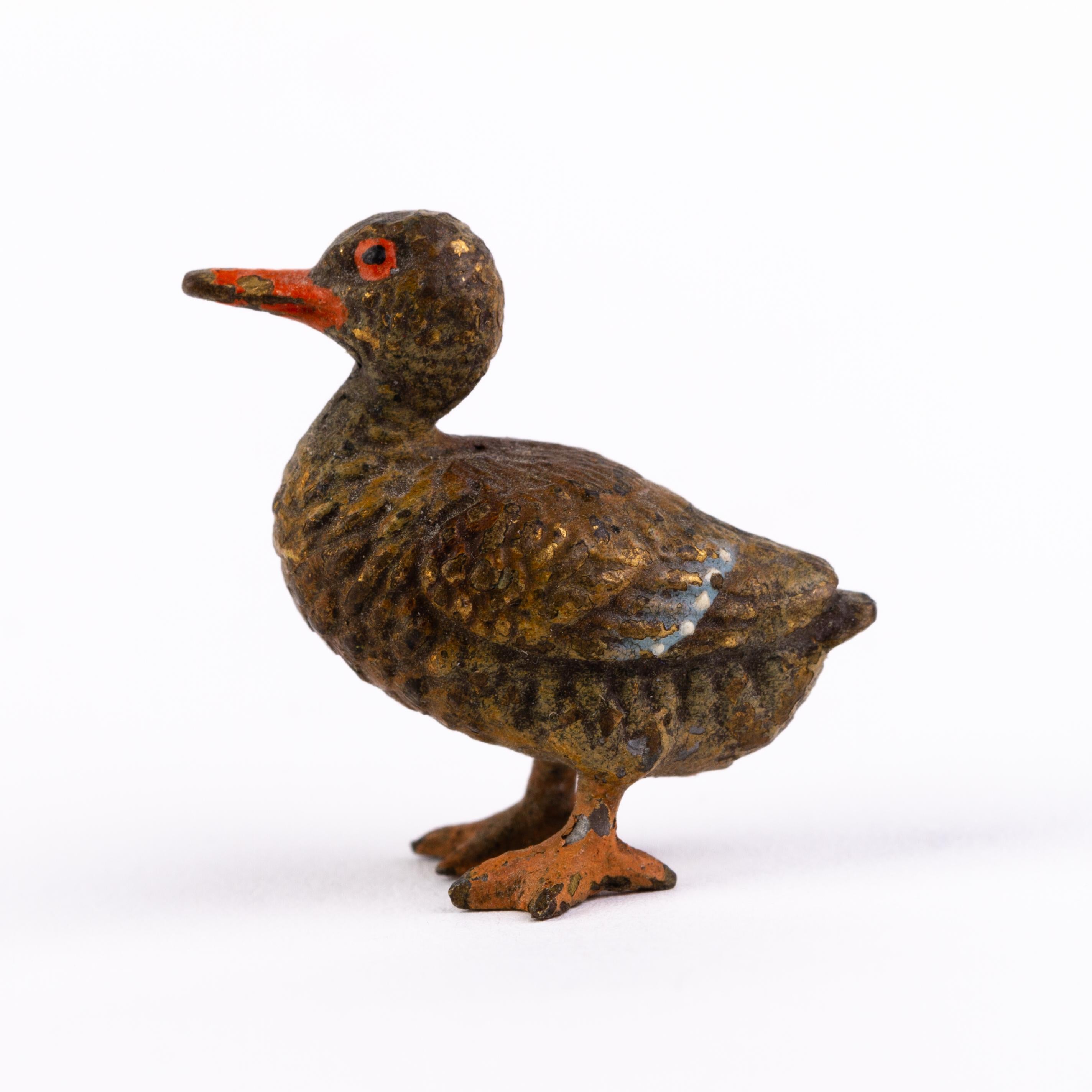 austrian duck